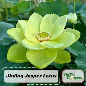 5+ Rare Seeds| Jinling Jasper Lotus Seeds - Indian Lotus (Nelumbo nucifera) Seeds -Flower Seeds - Aquatic Garden – Zen Beauty - Edible #Q021