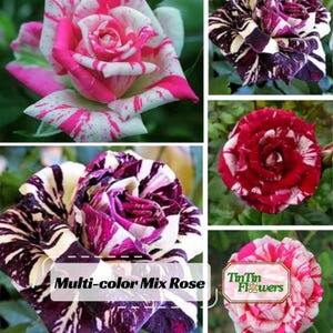 30+ Muti- color Mix Rose Seeds -Perennial - Authentic Seeds - Mix Seeds - Late Winter to Early Spring Planting Time#1060