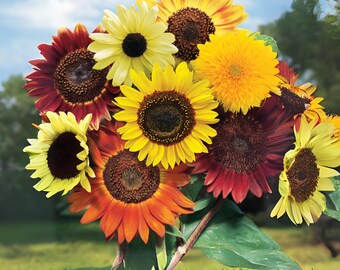 25s|mix Colors Sunflower Seeds for Planting in the Garden