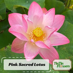 5 Rare Seeds| Pink Sacred Lotus Seeds - Indian Lotus (Nelumbo nucifera) Seeds - Flower Seeds - Water Plant Seeds - Cold Resistant #Q003