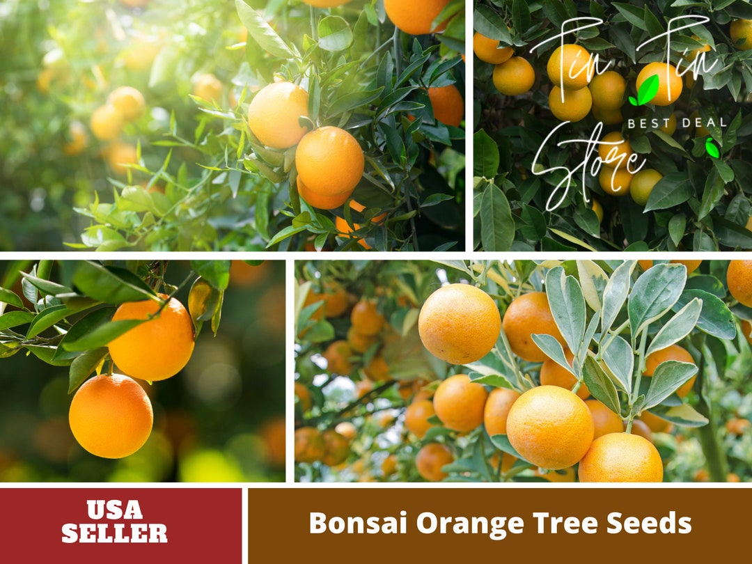 25 Seeds Bonsai Orange Tree Seedsperennial authentic Etsy