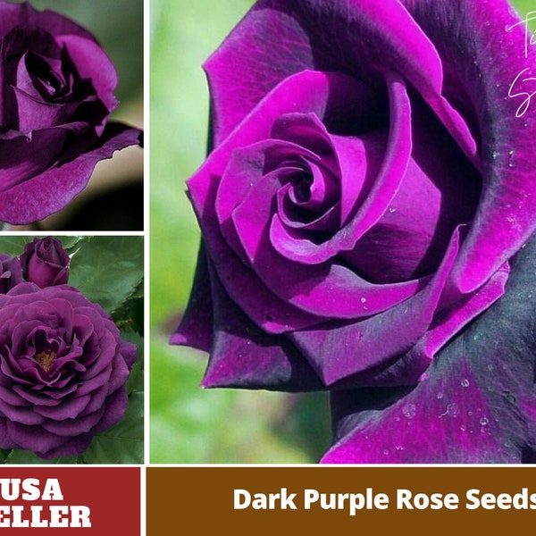 Dark Purple Rose Seeds- Perennial -Authentic Seeds-Flowers -Organic. Non GMO -Vegetable Seeds-Mix Seeds for Plant-B3G1#1085