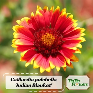 20 Seeds| Gaillardia pulchella Seeds-Blanket flower - Indian Blanket - Wildflower - Pollinator Friendly - Butterfly Attract#8067