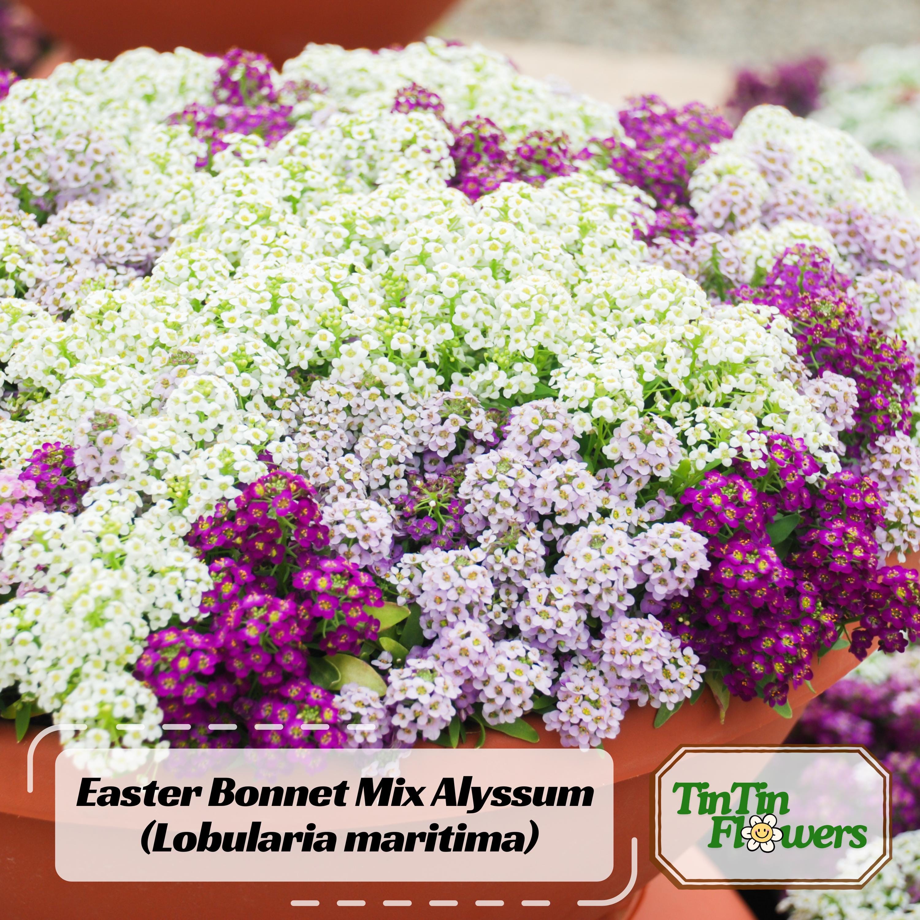 Easter Bonnet Mix Alyssum (Lobularia maritima) Seeds - Cold Resistant - Open-Pollinating - Drought Tolerant - Plant in Early Spring #304