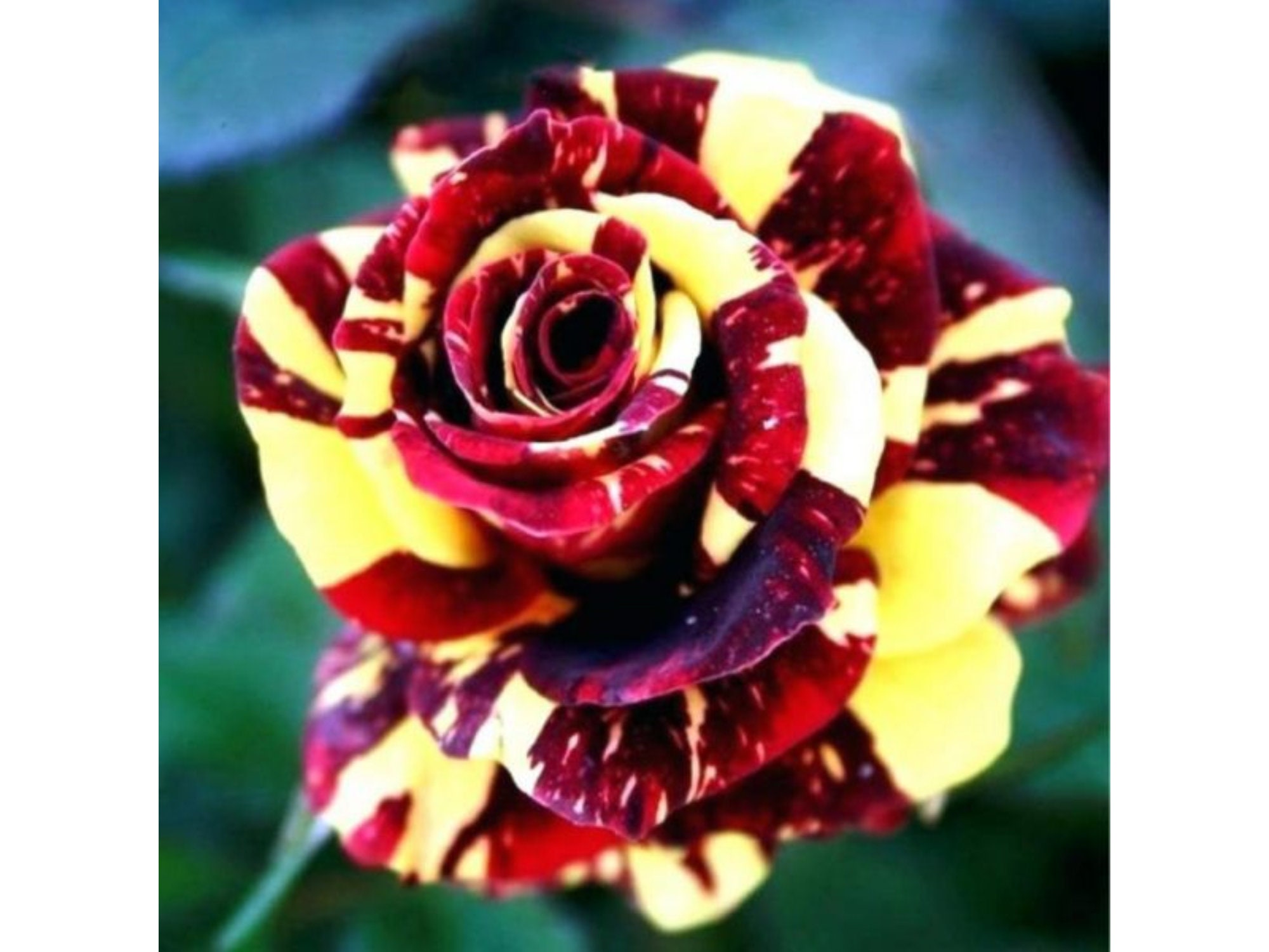 30 Seeds Muti Color Mix Rose Seeds Perennial authentic Etsy