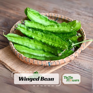 May include: A woven basket filled with fresh, bright green winged beans. The beans are arranged on a burlap cloth, with the text "Winged Bean" displayed in a white box. The image also includes a logo for "TinTin Flowers".