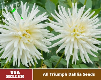 All Triumph Dahlia Seeds-Perennial -Authentic Seeds-Flowers -Organic. Non GMO -Vegetable Seeds-Mix Seeds for Plant-B3G1#D004