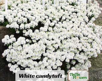 White Candytuft Seeds – Iberis sempervirens Perennial Groundcover for Borders, Rock Gardens,Edging and Early Spring Blooms with Easy Growing