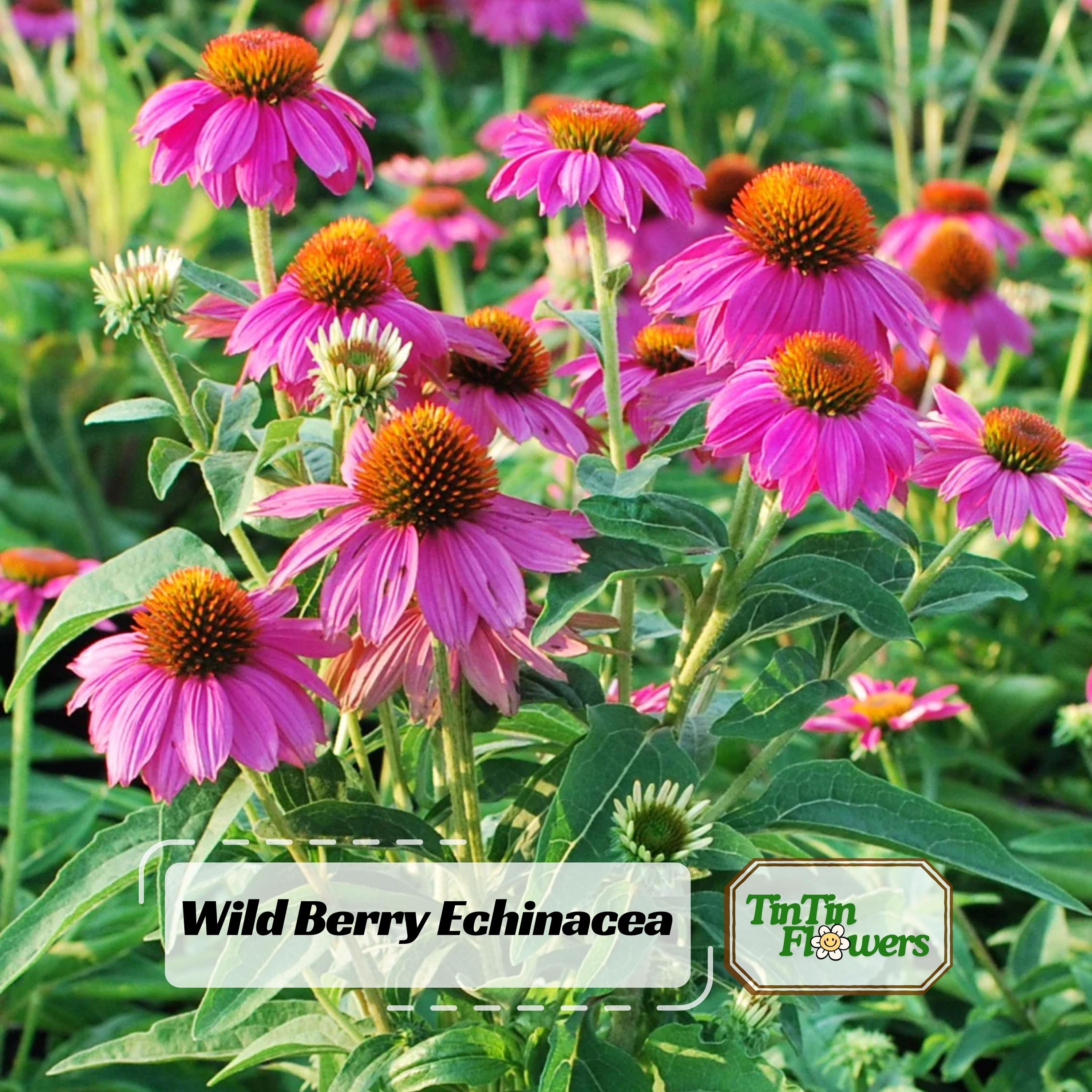 PowWow Wild Berry Echinacea Seeds - Coneflower - Echinacea purpurea - Vibrant Rose Pink Blooms - Hardy Perennial Pollinator Plant