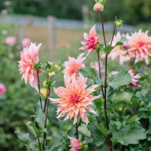 May include: A close-up of a cluster of pink dahlia flowers in bloom. The flowers are arranged in a garden setting with green leaves and stems.