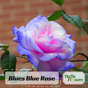 30s|Blues Blue Rose Seeds --Perennial - Authentic Seeds - Mix Seeds - Late Winter to Early Spring Planting Time - . #1072