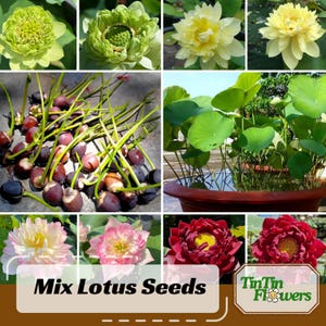 5+ Rare Seeds| Mix Lotus Seeds - Indian Lotus (Nelumbo nucifera) Seeds - Air Purifying - Cold Resistant - Open-Pollinating - Potted #Q069