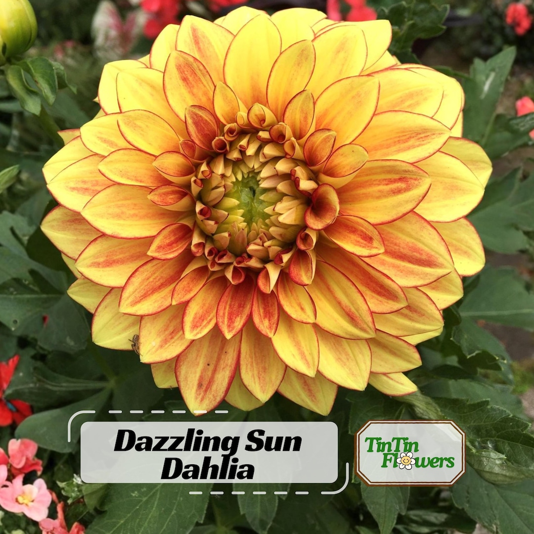 Dazzling Sun Dahlia Seeds- Pollinator Friendly- Open Pollinated