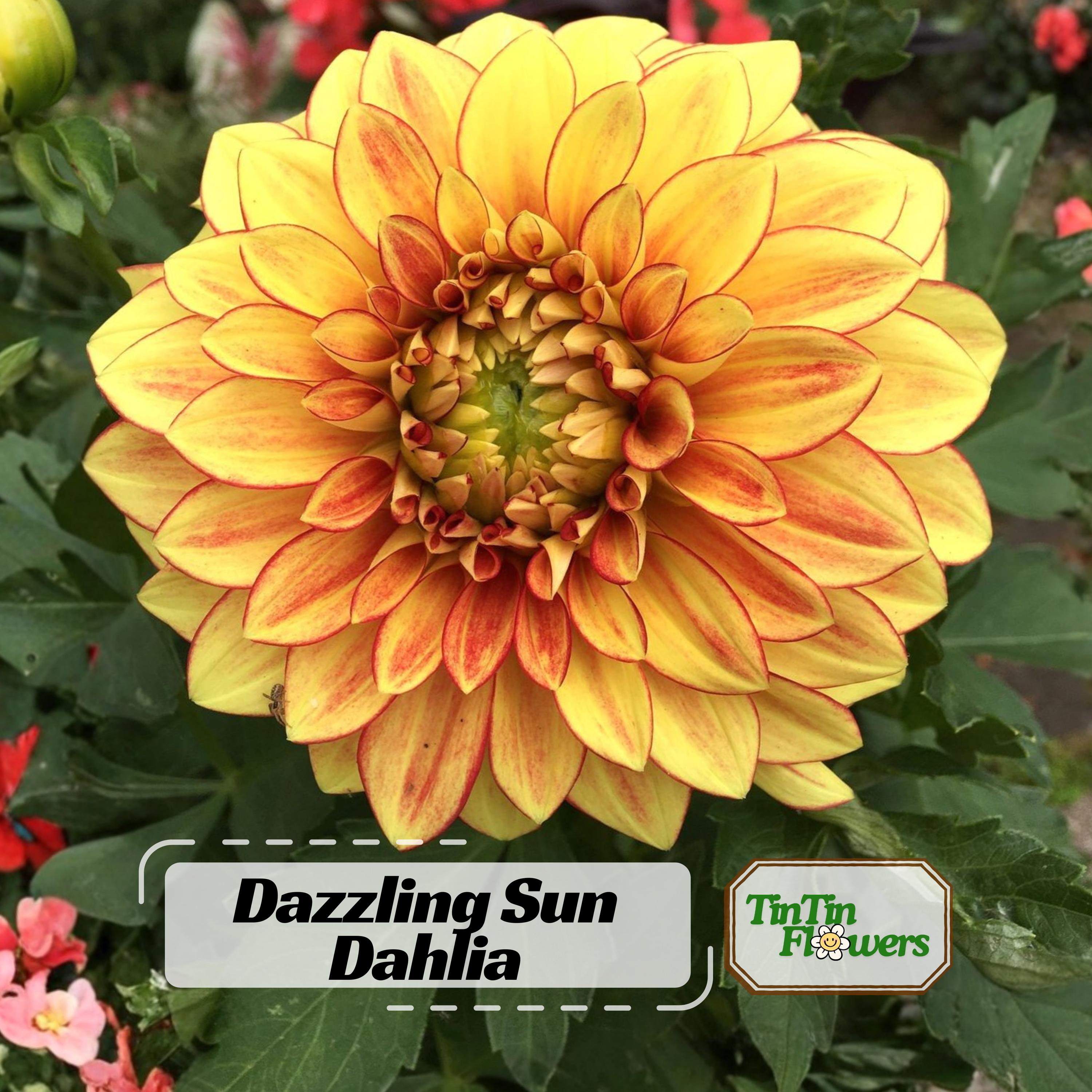 Dazzling Sun Dahlia Seeds- Pollinator Friendly- Open Pollinated