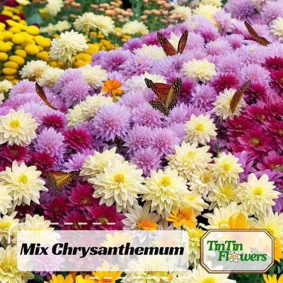 Semillas de crisantemo mixtas / Flores ..