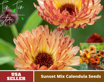 Sunset Mix Calendula Seeds-Perennial -Authentic Seeds-Flowers -Organic. Non GMO -Vegetable Seeds-Mix Seeds for Plant-B3G1#H004.