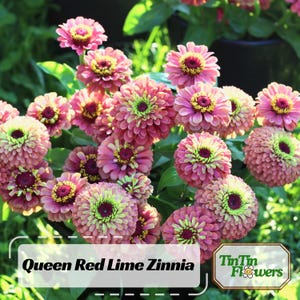 May include: A close-up of a cluster of Queen Red Lime Zinnia flowers. The flowers are a vibrant pink with green centres and are arranged in a bouquet. The text "Queen Red Lime Zinnia" and "TinTin Flowers" is visible in the image.