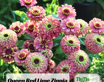 Queen Red Lime Zinnia Seeds | Open-Pollinated,  (30 Seeds)