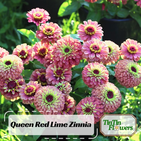 30 Seeds | Queen Red Lime Zinnia elegans Seeds - Authentic - Open-Pollinated -Organic -Flower Seeds - Mix Seeds to Plant -B5G1 #8223