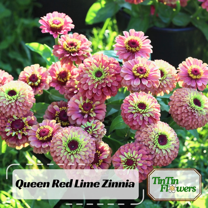 May include: A close-up of a cluster of Queen Red Lime Zinnia flowers. The flowers are a vibrant pink with green centres and are arranged in a bouquet. The text "Queen Red Lime Zinnia" and "TinTin Flowers" is visible in the image.
