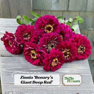 May include: A cluster of deep red Zinnia 'Benary's Giant Deep Red' flowers with yellow centers and green stems. A white label displays the text 'Zinnia 'Benary's Giant Deep Red'' and a logo with the text 'TinTin Flowers' and a small flower icon.