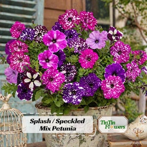 May include: A vibrant pot of Splash/Speckled Mix Petunias in shades of purple, pink, and white. The flowers have a speckled pattern and are in full bloom. The pot is aged and rustic, with the text "Splash / Speckled Mix Petunia".