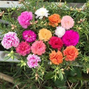 May include: A vibrant collection of multi-colored Portulaca flowers in full bloom. The flowers display a range of colors, including pink, orange, white, and red, set against a backdrop of green foliage. The image showcases the variety of colors and textures.