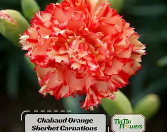 Chabaud Orange Sherbet Carnations  - Dianthus Seeds - Pot Seeds -Cut Flowers -Easy to Grow - Cold Resistant- Heat Tolerant