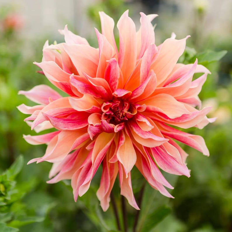 40+ Labyrinth Dahlia Seeds - Pollinator Friendly- Open Pollinated - Heirloom - Flower Seeds - Mix Seeds to Plant - .#D013 image 10