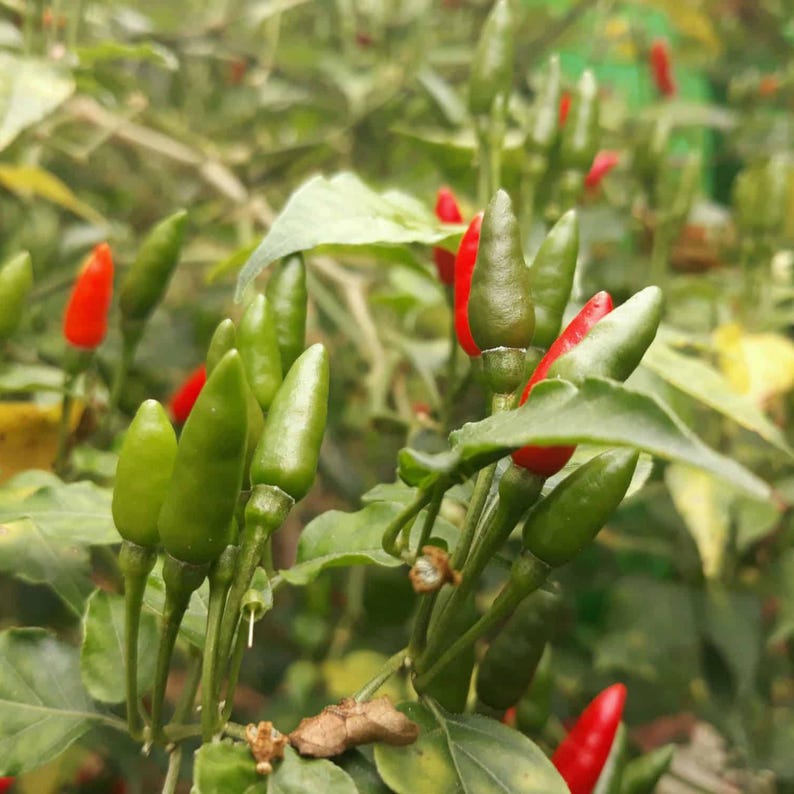 Semillas de chile picante Bird’s Eye – Variedad tailandesa picante – Capsicum frutescens – Picante tradicional – 35 semillas – Sin OMG – 6039 imagen 13