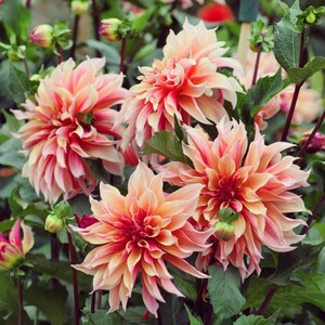 May include: Close-up of a cluster of pink and orange dahlia flowers in bloom. The flowers have a layered, ruffled appearance and are surrounded by green leaves.