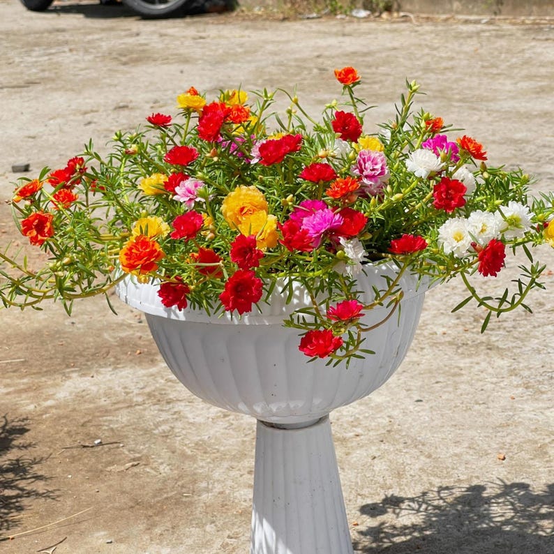 May include: A white, pedestal-style planter overflowing with colorful flowers. The blooms are a mix of red, yellow, pink, and white, with green foliage. The planter has a ribbed design and sits on a matching pedestal.