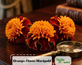 Orange Flame Marigold Seeds - Edible -Open-Pollinating - Draft Resistant - Cold Resistant - Dwarf - Plant in Spring/After frost