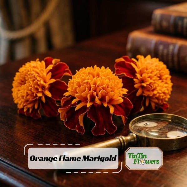 Orange Flame Marigold Seeds - Edible -Open-Pollinating - Draft Resistant - Cold Resistant - Dwarf - Plant in Spring/After frost