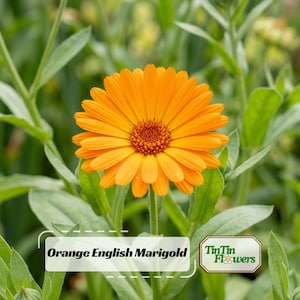 May include: A vibrant orange English marigold flower with a dark orange center, surrounded by green leaves. The flower is in full bloom, showcasing its many petals. The image includes the text "Orange English Marigold" and the logo "TinTin Flowers".