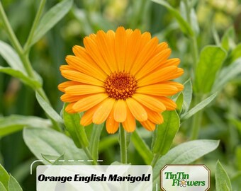 Orange English Marigold Seeds - Edible -Open-Pollinating - Draft Resistant - Cold Resistant - Dwarf - Plant in Spring/After frost