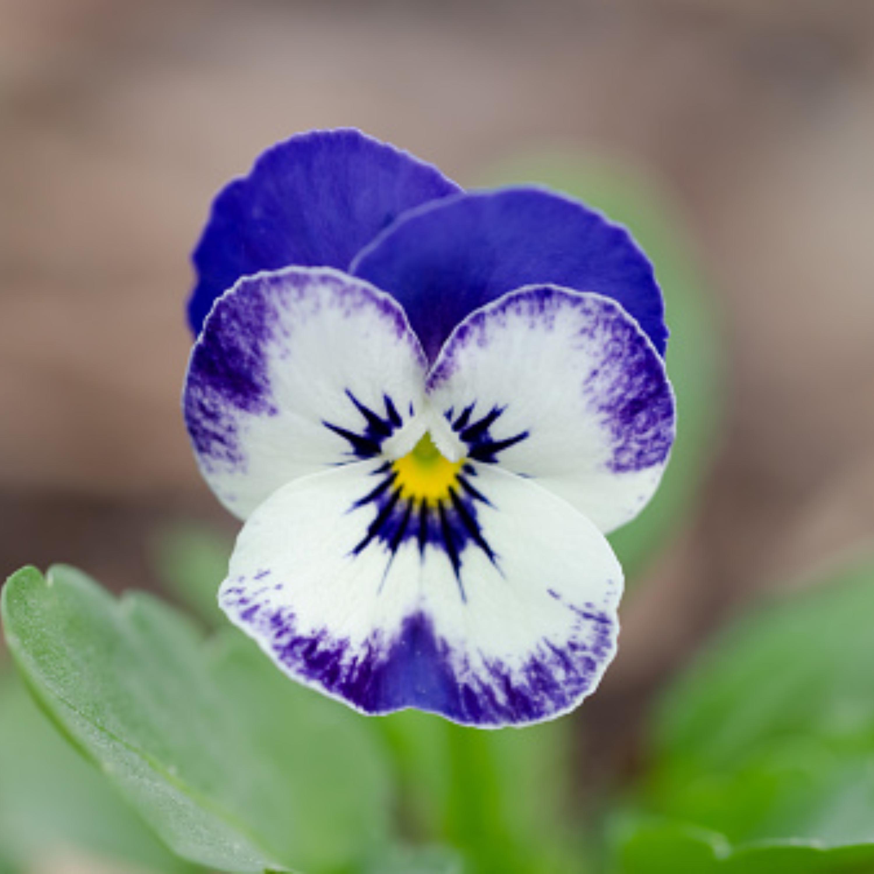 Sorbet Delft Blue Viola Seeds - Cold Resistant - Self-pollinating ...
