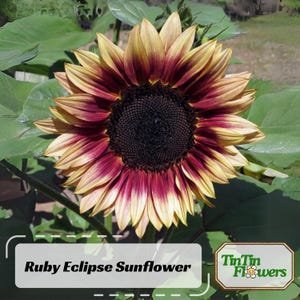 May include: A close-up of a vibrant red and yellow sunflower with a dark brown center. The sunflower is in bloom and has a large, round head. The petals are arranged in a spiral pattern and are slightly ruffled. The background is a blur of green leaves.