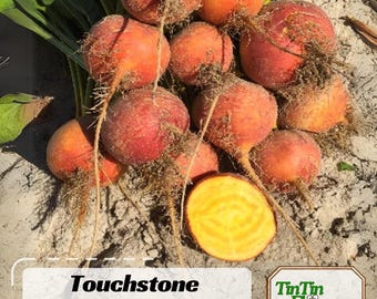 30+ Touchstone Gold Beet Seeds – Heirloom  Non-GMO Golden Beets, Sweet Tender Flavor, Nutritious Root Vegetable Garden Seeds#7022