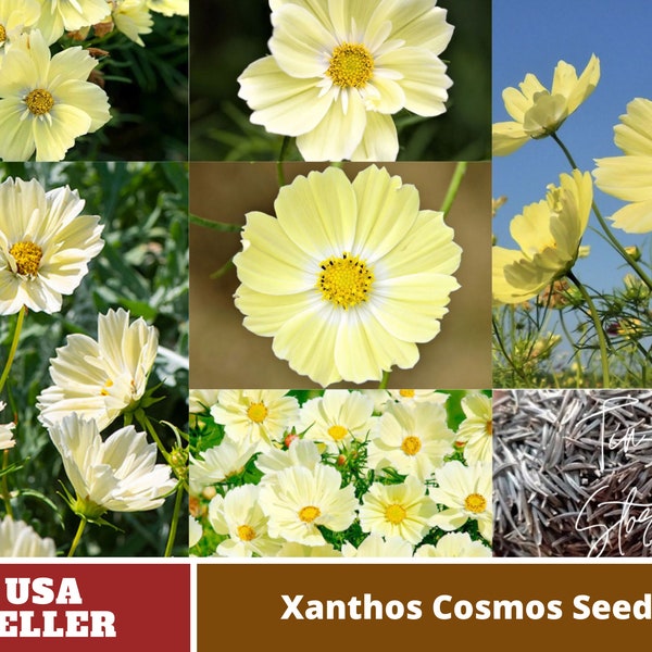 Light Yellow Xanthos Cosmos Seeds - Authentic Seeds-Flowers-Seeds-Cosmos seeds-Herb seeds-Seeds-Mix Seeds for Plant- B3G1  #L003