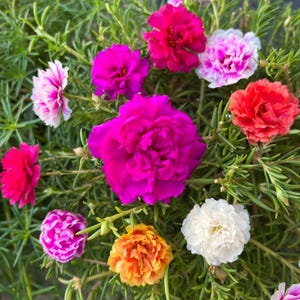 May include: A close-up of a collection of colorful flowers in full bloom. The flowers display a variety of colors, including pink, red, orange, and white, set against a backdrop of green foliage. The flowers have multiple layers of petals.