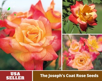 Climbing Joseph's Coat Rose Seeds - Perennial -Authentic Seeds-Flowers -Organic. Non GMO -Mix Seeds for Plant-B3G1#1053