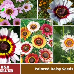 Painted Daisy Seeds- Chrysanthemum Seeds-Perennial -Authentic Seeds-Flowers -Organic. Non GMO-Mix Seeds for Plant-B3G1#N008