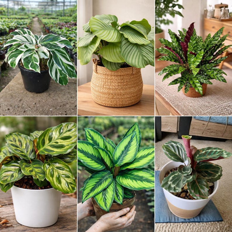 Calathea Mix Seeds – Beautiful Leaf Patterns – Tropical Indoor Houseplants – Assorted Foliage Varieties – Rare Exotic Plants image 11