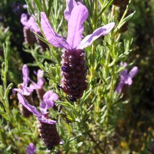 Pode incluir: Um close-up de flores de lavanda em flor. As flores s&atilde;o roxas e t&ecirc;m um caule longo e delgado. As folhas s&atilde;o verdes e t&ecirc;m uma textura ligeiramente felpuda.