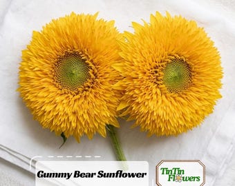 Gummy Bear Sunflower Seeds-Helianthus annuus - Open-Pollinated -  - Heirloom - Mix Seeds to Plan