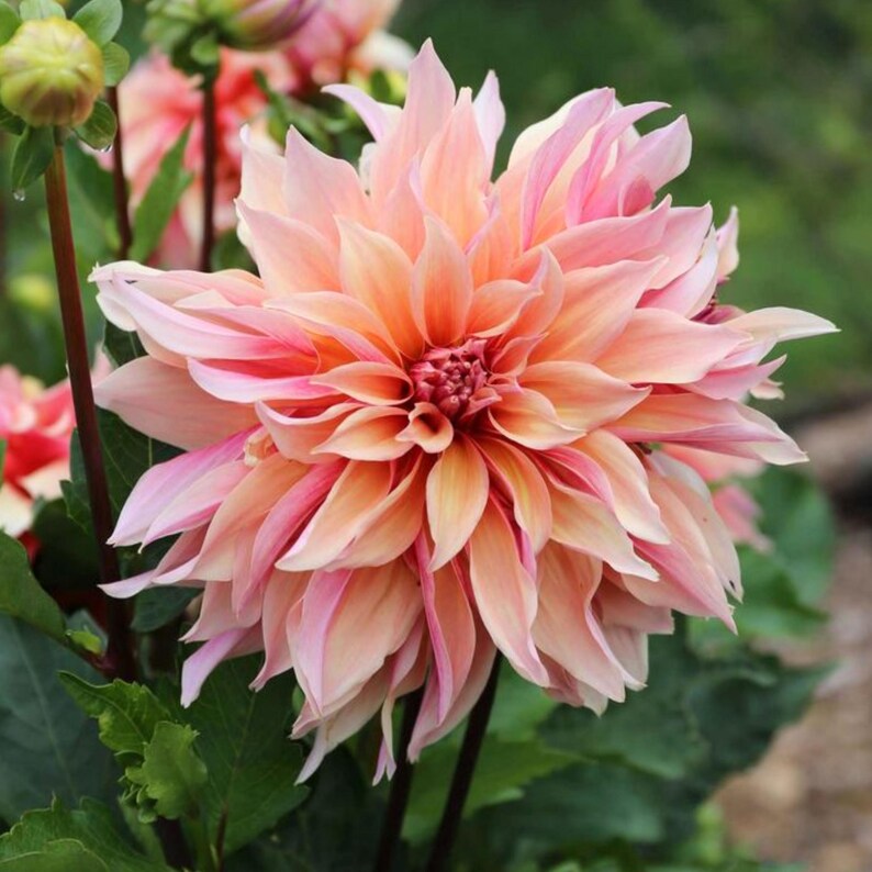 40+ Labyrinth Dahlia Seeds - Pollinator Friendly- Open Pollinated - Heirloom - Flower Seeds - Mix Seeds to Plant - .#D013 image 12