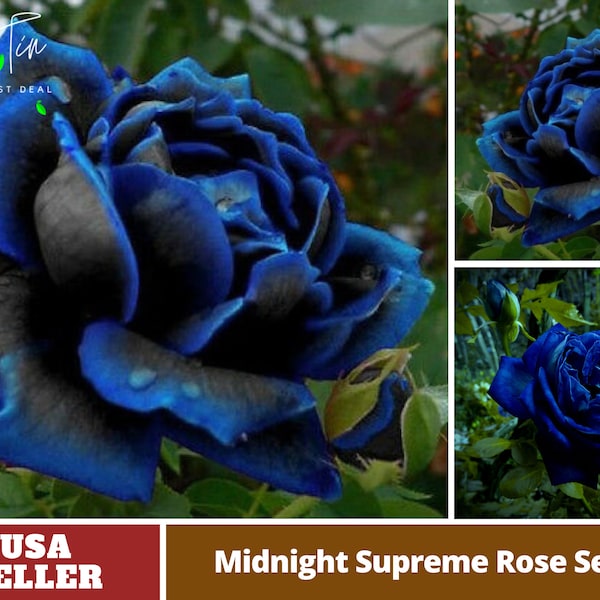 Black and Blue Rose Seeds -Perennial -Authentic Seeds-Flowers -Organic. Non GMO -Mix Seeds for Plant-B3G1 #1067.