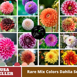 Mix Color Dahlia Seeds-Perennial -Authentic Seeds-Flowers -Organic. Non GMO -Vegetable Seeds-Mix Seeds for Plant-B3G1 #D027