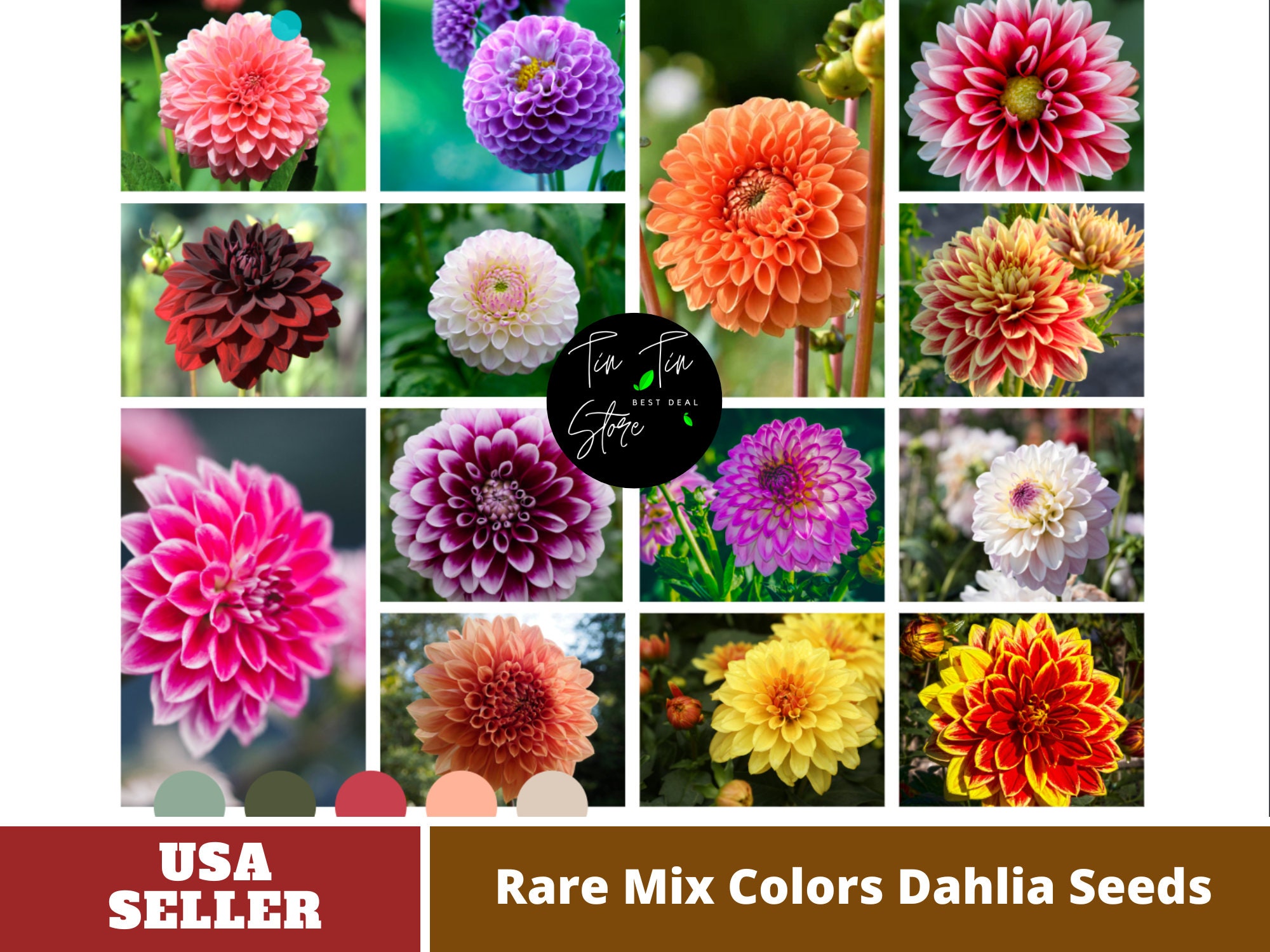 40 Seedsmix Color Dahlia Seedsperennial authentic Etsy